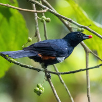 Fulvous-crested Tanager